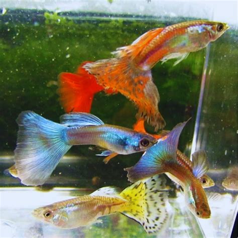 Amazon Com Assorted Guppy Males Fish Pack Live Fish For