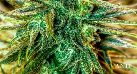 Blue Dream Strain Thccbd Levels And History Information And Cannabis