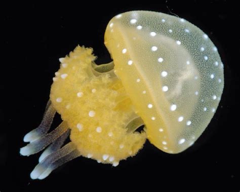 Rare Australian Spotted Jellyfish Found In San Diego Ocean Temp 75 In