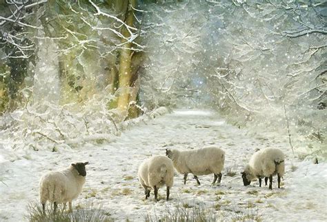 Winter Sheep By Lyn Evans Sheep Art Sheep Sheep Farm