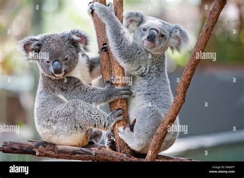 Two Koalas Phascolarctos Cinereous Playing On A Tree Lone Pine Koala