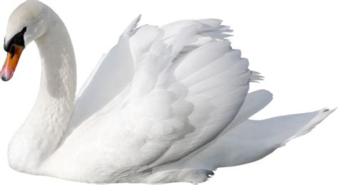 White Swan Png Transparent Image Download Size 698x384px