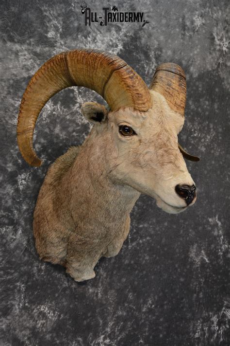 Rocky Mountain Stone Sheep Taxidermy Mount For Sale Sku 1453 All