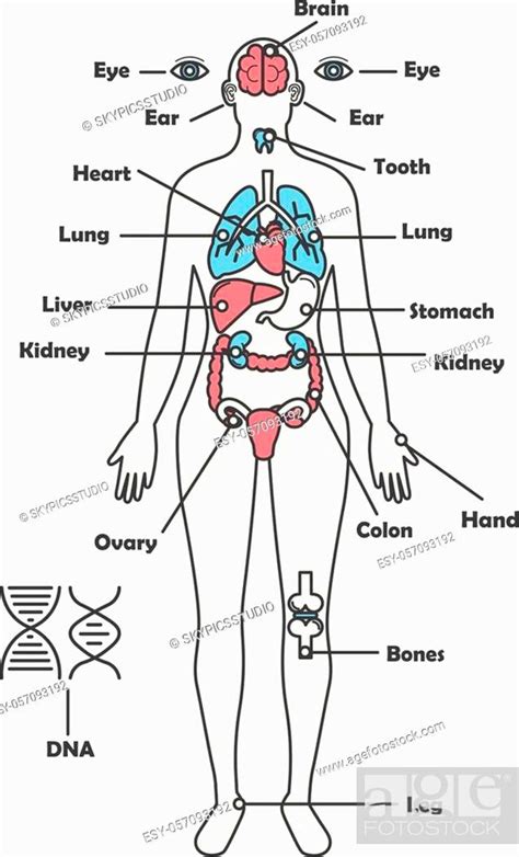 Female Human Anatomy Organs Diagram