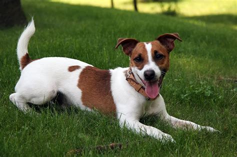 Rough Coated Jack Russell The Wirey Or Coarse Haired Jrt