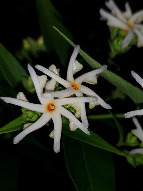 How To Grow And Care Night Blooming Jasmine Or Parijat Agriculture Review