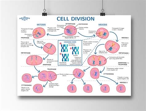 Mitosis And Meiosis Cell Division Science Poster Etsy