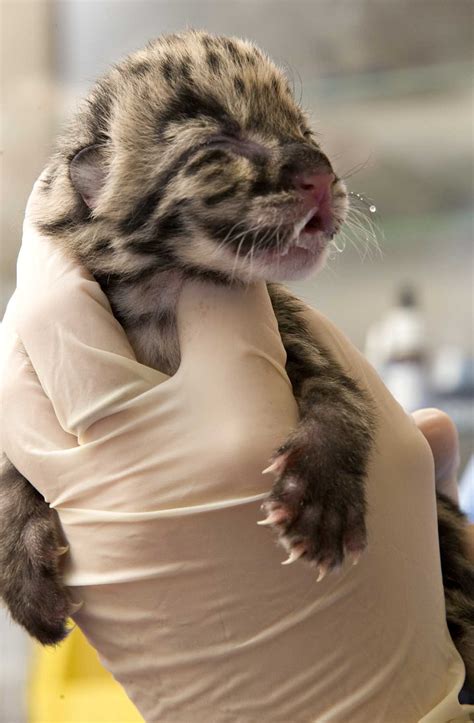 Clouded Leopard Cubs Born At National Zoos Front Royal Campus On
