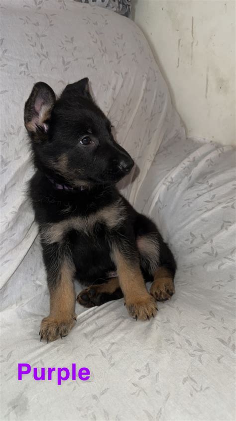 Purebred German Shepherd Puppies Dogs And Puppies For Rehoming Moose