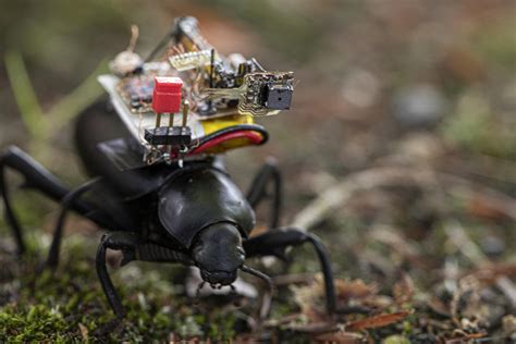 Gopro For Beetles Robotic Camera Backpack Developed For Insects And