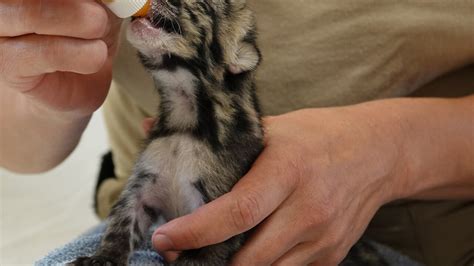 Endangered Clouded Leopard Kittens Born At Zoo In Florida