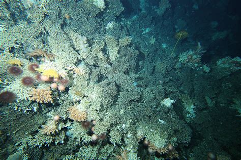 Discovering The Mind Blowing Diversity Of Deep Sea Coral Reefs Marine
