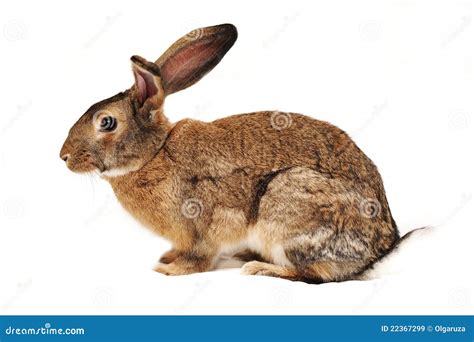 Rabbit On A White Background Stock Image Image Of Fluffy Hare 22367299