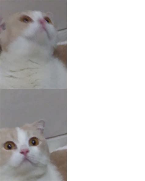 Munchkin Cat Meme Memes Imgflip