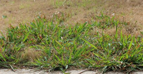 How To Get Rid Of Clover And Crab Grass Trim That Weed