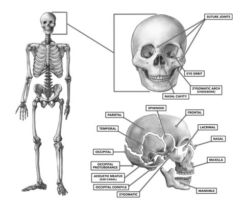 Thoracic spine with spinal, spine bones, disc and hip bone of human skeleton model for medical education conceptual hand writing showing back pain. CrossFit | The Bones of the Skull