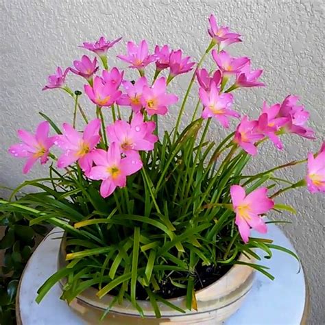 Jual Tanaman Hias Rain Lily Lili Hujan Zephyranthes House Plant