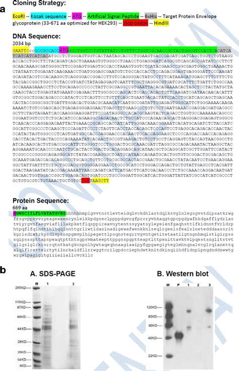 Learn more about the cause, symptoms, treatment, and transmission of ebola virus disease. Coding DNA and SDS-PAGE analysis of recombinant EBOV GP1 ...