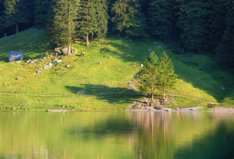 Forest And Turquoise Lake In The Switzerland Forest And Reflection On