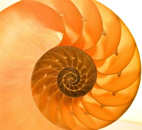 Infinite Fibonacci The Golden Ratio Cross Section Of Chambered