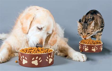 La Alimentación De Las Mascotas Como Elemento Central En Su Salud