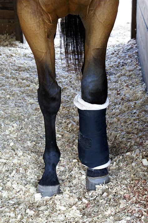 2nd Day More Swollen Above Knee Horses In The South A Horse Blog