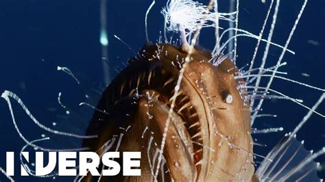 First Footage Ever Of Deep Sea Anglerfish Mating Inverse Pobse