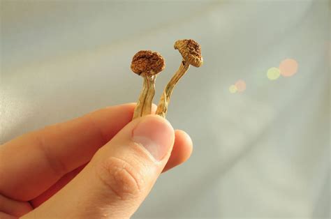 Do Magic Mushrooms Treat Depression