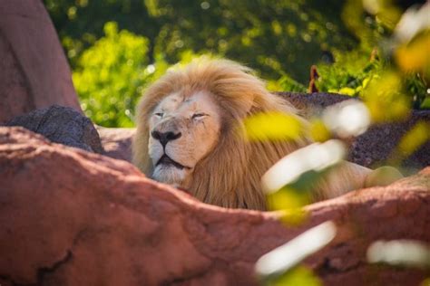 50 Best Zoos In The World To Visit In 2020 Tourscanner