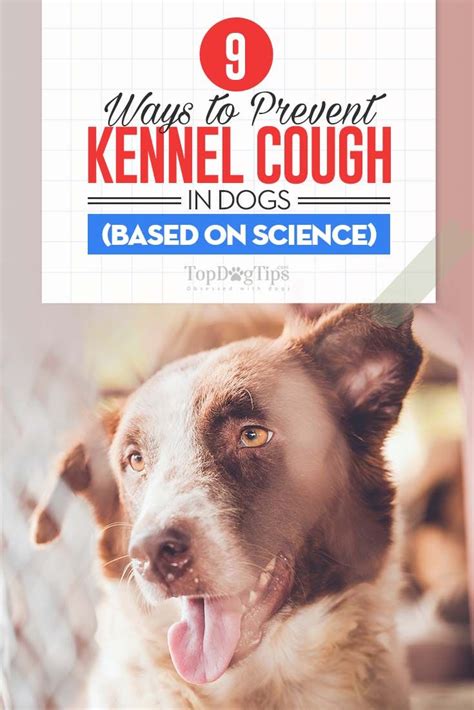 9 Ways To Treat Kennel Cough In Dogs Based On Science Dog Coughing