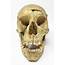 Medical Exploded Skull  Cabinet Of Curiosities