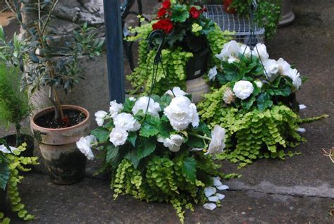 White Nonstop Begonias And Creeping Jenny Plant Combinations