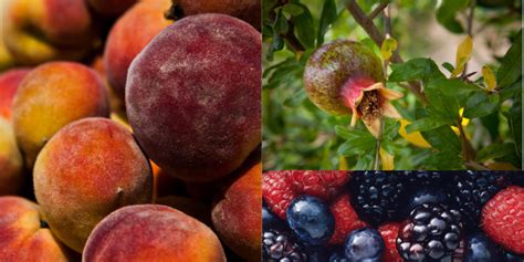 Register Now For The Fruit Crop Management Short Course Vsc News