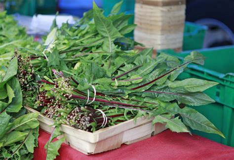 8 Edible Weeds To Start Foraging Now | FoodPrint