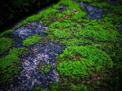 Closeup Moss And Lichen On The Rock In The Forest Background Stock