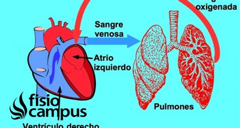 Circulación Pulmonar En Qué Consiste Cuál Es Su Recorrido Función Y