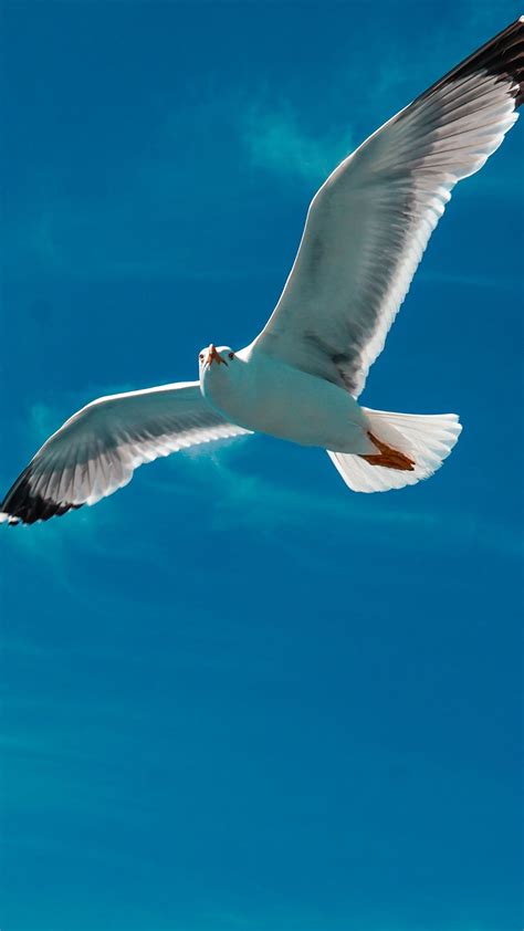 Seagull Bird Wings Flight Sky Clouds 4k Hd Wallpapers Hd Wallpapers