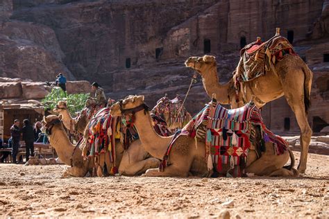 Free Images Landscape Mountain Desert Dromedary Jordan Petra