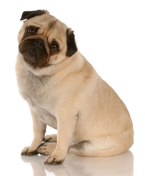Pug Sitting Stock Photo Image Of Doggy Portrait Purebred 11000316