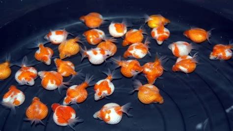 This Is Attributed To The Selective Breeding Process Of Fancy Goldfish