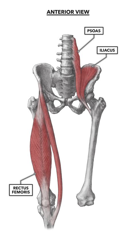 Hip Muscles Diagram Crossfit Hip Musculature Part 1 Anterior Muscles