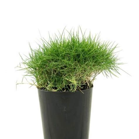 Buy No Mow Zoysia Grass On The Plant Hub