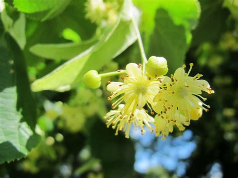 Foraging for Medicine - Part one - Lime/linden blossom (Tilia) - Andy ...