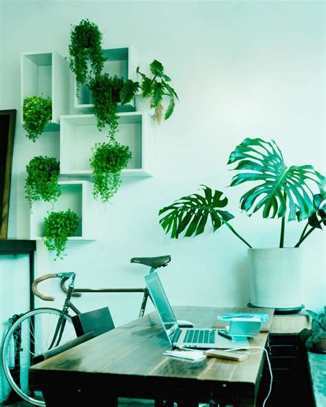 Office Desk Plants Top 10 Best Plants For Your Desk At Work Ambius Uk