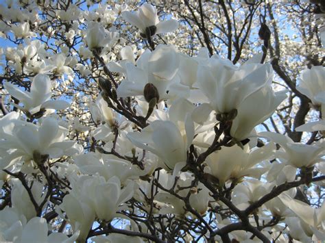 Beautiful White Magnolia White Wallpaper 34732661 Fanpop