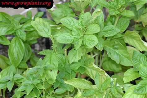 Sweet Basil How To Grow And Care