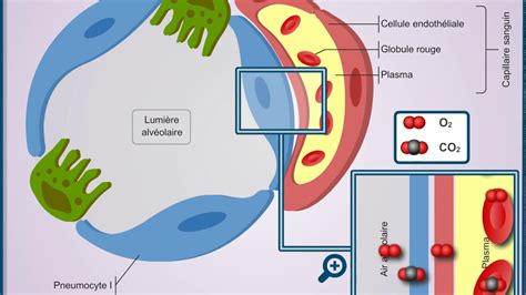 membrane alvéolo capillaire définition barrière alvéolo capillaire