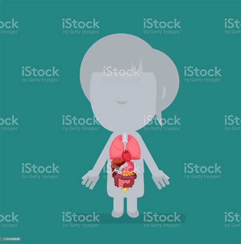 Vetores De Anatomia Do Corpo Humano E Mais Imagens De Adulto Adulto