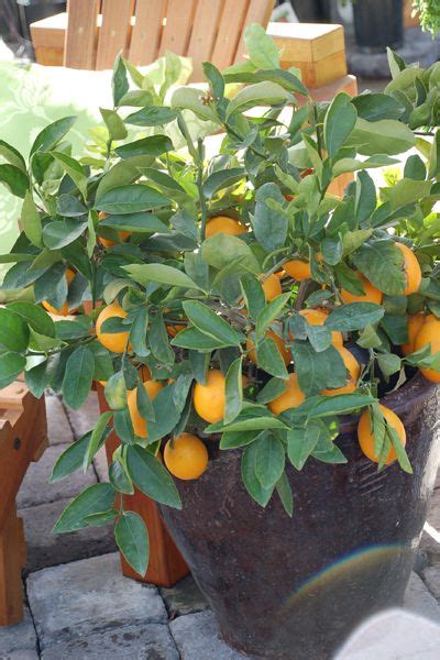 You Can Grow Citrus In The Northwest Citrus Plant