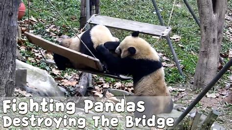 Bridge Collapses After Two Pandas Hard Fight Ipanda Youtube